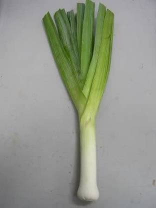VibeX TLX-7 - Geisha Garlic Chives - (2250 Seeds) Seed