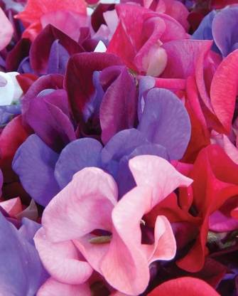 CEZIUS High Germination Sweet Pea Mammoth Blend Mix Seed