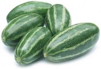 ACMS Ivy Gourd stem/Kovakkai plant stem Seed Seed