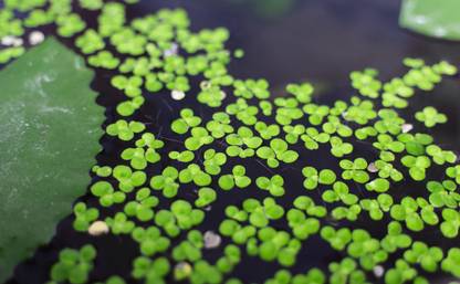 Seedbox Lemna minor Seed