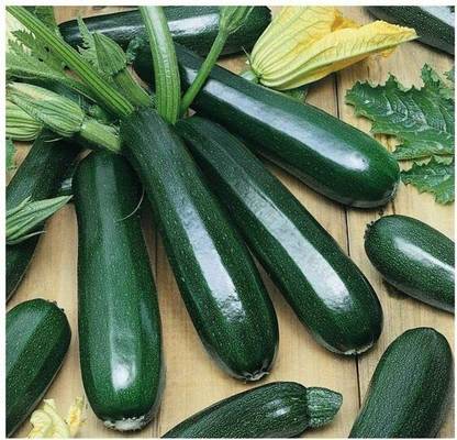 CRGO ZUCCHINI Seed