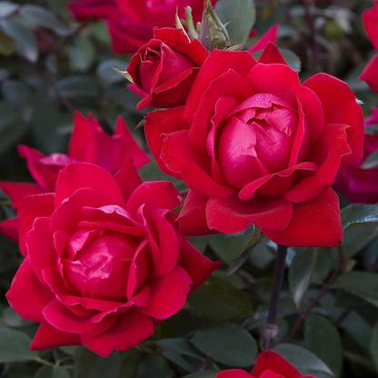 VibeX ® XXL-323 Double Rose Cherry Red Seeds Seed