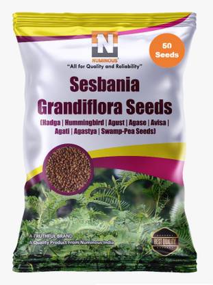 Numinous Sesbania Grandiflora, Hummingbird Tree, Hadga, Agust, Agase, Avisa, Agati, Agastya, Swamp-Pea Seed