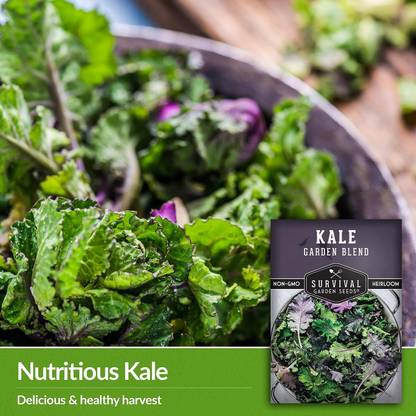 WILLVINE HUA -XI Edible Ornamental Kales - Red, Green & Curly Kale [10g] Seed