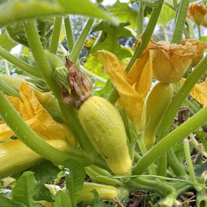 VibeX KGF -88 - Summer Squash (Yellow Crookneck) - (75 Seeds) Seed