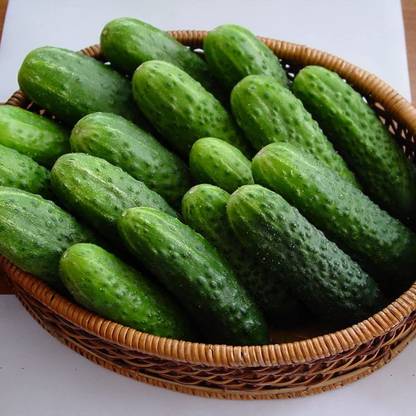 VibeX VXI-70 - Cucumber for Planting - (450 Seeds) Seed