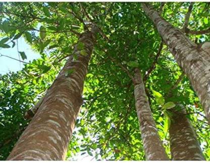 Pioneer Natural Agara, Aguru, Oodh, Aquilaria Tree Seed