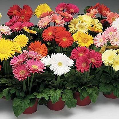 VibeX LX-81 - Jaguar Mix Gerbera Daisy Uniform and High-Yield - (60 Seeds) Seed