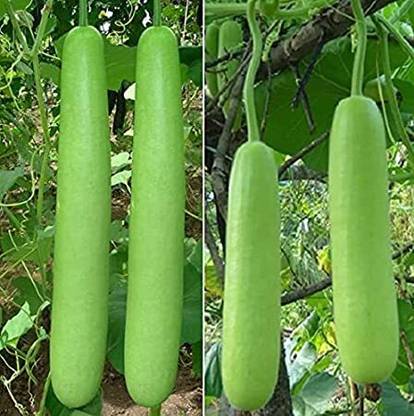 Aywal Bottle Gourd Lauki Dudhi Seed