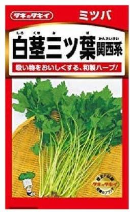 VibeX LXI-56 - Mitsuba Japanese parsley - (250 Seeds) Seed