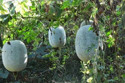 Arshiayat Winter Melon-Ash Gourd Seed