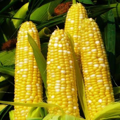 VibeX ® RXI-762 Bilicious Sweet Corn Seeds Seed
