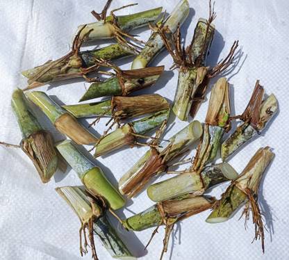 N.G.M. AGROCARE Super Napier/Pakchong-1 multi-cut hybrid fodder grass slips/sticks for cultivate Seed