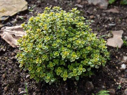Mozette Organic thyme herb Seed
