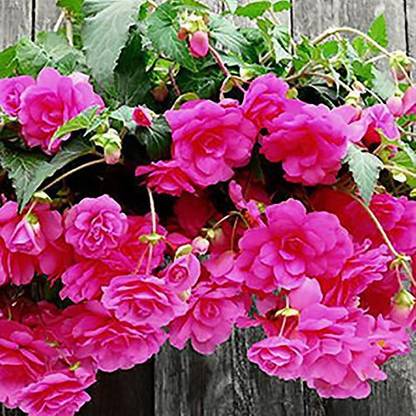 CYBEXIS VVI-38 - Flower : Hanging Begonia - (30 Seeds) Seed
