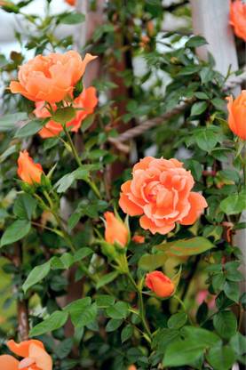 VibeX ORANGE ROSE Bush Vine Climber Flower Seeds Seed