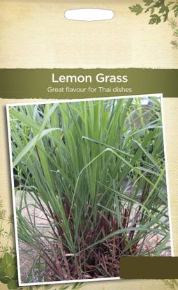 VibeX HUA-65 - Lemon Grass Cymbopogon Flexuosus - (250 Seeds) Seed