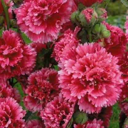 ACCELCROP Hollyhock Mix Flower Seed