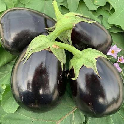 ibains Kalash seeds brinjal Seed