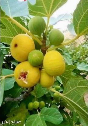 usdeepar retail kotaliya Anjeer,mAnjeer Seed (70 per packet), fig seed, Anjeer seed Seed