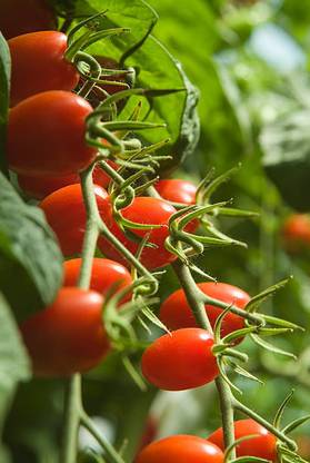 Greenco tomato Seed