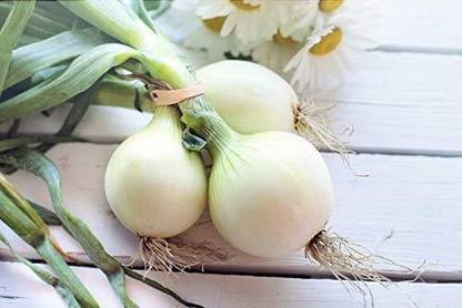 WILLVINE MAH -X Onion Organic (Live White) Seeds [100g] Seed