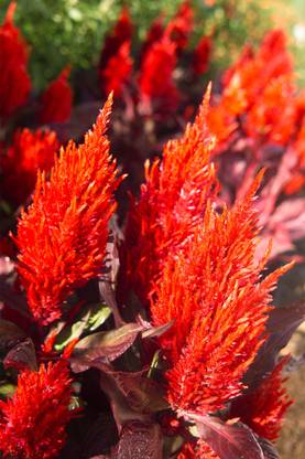 ZIXA 'New Look Red' Celosia Seed