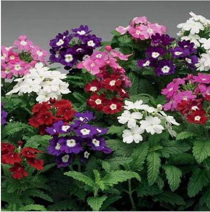 Khushi Prova Verbena bonariensis seeds PACK OF 15 Seed