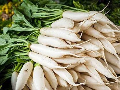 Qualtivate AXL-1AT Daikon Radish Seeds Seed