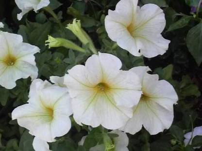 VibeX NDIR-17 - White Petunia Super Cascade Flowers - (60 Seeds) Seed