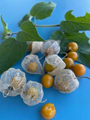 CEZIUS Plant Seeds For Garden Poha Berry/Physalis peruviana/Cape Gooseberry Seed