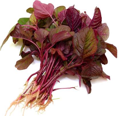 Greenery Live Seeds Red Amaranth Seed