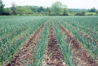 Lorvox garlic bulbs for planting Seed