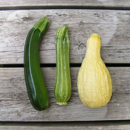 VibeX LX-64 - Zucchini and Squash Mix - (75 Seeds) Seed