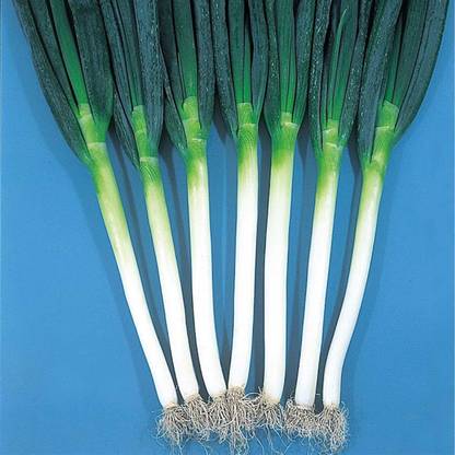 Qualtivate PUAS-5A Onion - Bunching - Ishikura Winter Long Seed