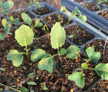 Seedsqlty Broccoli sprout seeds, high germination (5 seeds) Seed