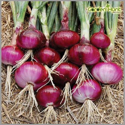 WILLVINE SYN -VIII Onion Big (Red Color) Traditional [2.5g] Seed