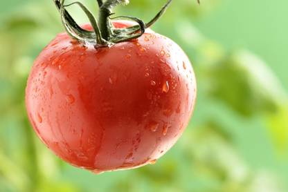 VRAKSHA CAL ACE VF TOMATO Seed