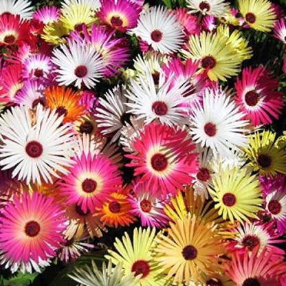 Aywal Ice Plant Mixed Colour Flower Seeds Hybrid F1 Seeds for Home Garden All Season Seed