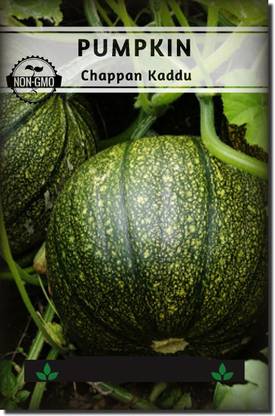 VibeX ® XXL-239 Pumpkin (Chappan Kaddu) Seeds Seed