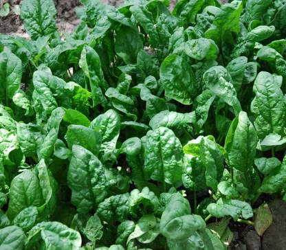 VibeX LX-30 - Spinach - Giant Noble - (750 Seeds) Seed