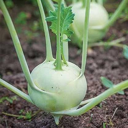 Somfor Green Kholrabi, Turnip Cabbage, Ol Kopi Seed