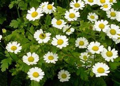 CYBEXIS Chrysanthemum Parthenium Seeds Seed