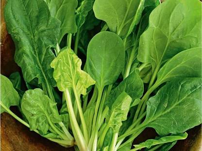BDSresolve palak seeds for home gardengreen spinach seeds for home garden/palak seeds 366 Seed