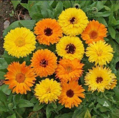 Lippy Calendula Fg Mix flower Seed