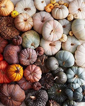 CYBEXIS XLR-74 - Appalachian Pumpkin Premium Hybrid Quality - (100 Seeds) Seed