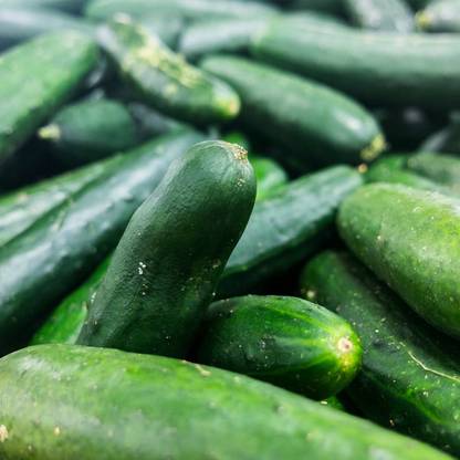 Biosnyg Bush Crop Cucumber Garden Seeds -[250 Seeds] Seed