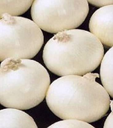VibeX ® VLR-553 White Bermuda Onion Seeds Seed