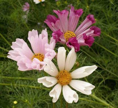 CYBEXIS Seashell Cosmos Flower Seeds Seed