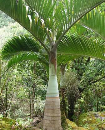 SBGARDEN palm tree seeds/palm seed 12 Seed